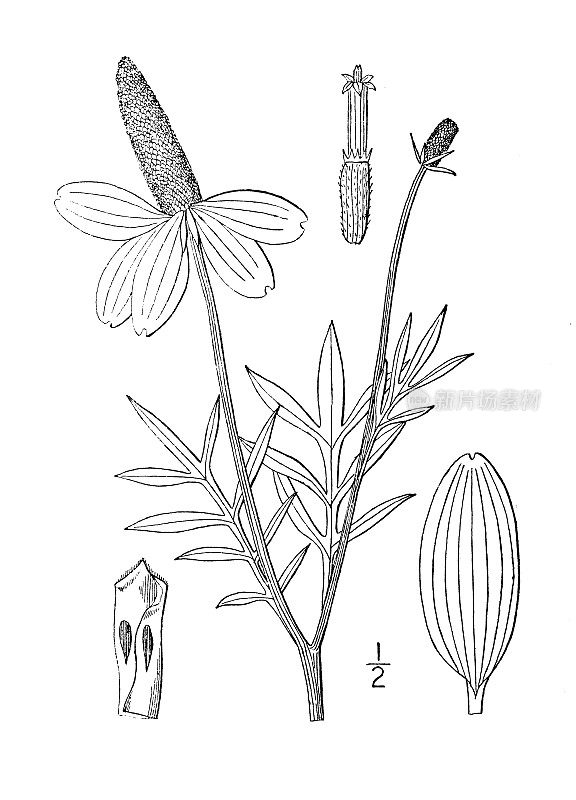 古植物学植物插图:柱状Ratibida column, Prairie conflower